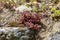 Undersized succulent plant Sedum eriocarpum ssp. delicum grows and blooms on stones Cyclades, Andros island, Greece