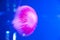 underwater animal life. aquatic sea jelly wildlife. marine animal in seabed deep undersea. jelly fish has tentacle. fluorescent