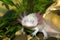 Underwater Axolotl portrait close up in an aquarium. Mexican walking fish. Ambystoma mexicanum.