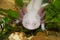 Underwater Axolotl portrait close up in an aquarium. Mexican walking fish. Ambystoma mexicanum.