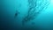 Underwater backlight scene - Scuba diver with a big school of barracudas