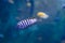 Underwater beautiful purple fish with stripes swimming in the ocean.