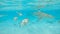 UNDERWATER: Blacktip sharks swim around the emerald sea with small tropical fish