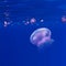 Underwater blue background with pink jellyfish