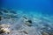 Underwater Blue Ocean, Sandy sea bottom Underwater background