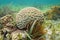 Underwater boulder brain coral Colpophyllia natans