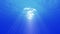 Underwater Bubbles and Sun Rays Animation Loop