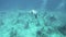 Underwater Buddha Statues Snorkeling Bali Slowmotion 4k