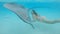 UNDERWATER, CLOSE UP: Friendly gray stingray and shark swim towards the camera.