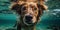 Underwater closeup captures dog swimming, muzzle surrounded by water..