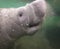 Underwater closeup of young manatee with smiling face and button eyes