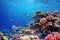 Underwater with colorful sea life fishes and plant at seabed background, Colorful Coral reef landscape in the deep of ocean.