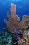 Underwater coral, Cayos Cochinos, Honduras