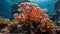 underwater coral formations, with vibrant marine life