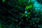 Underwater coral garden with anemone and a pair of yellow clownfish