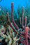 Underwater coral reef erect rope sponge