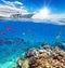 Underwater coral reef with horizon and water