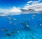 Underwater coral reef with horizon and water