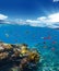 Underwater coral reef with horizon and water