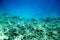 Underwater coral reef landscape in Egypt