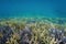 Underwater coral reef ocean floor Pacific ocean