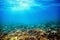 a Underwater coral reef on the red sea