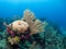 Underwater coral reef Roatan