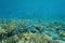 Underwater coral reef school of fish New Caledonia