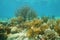 Underwater corals mostly Octocorals Caribbean sea