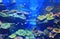 Underwater corals reef sea view in aquarium tank