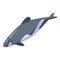 Underwater dolphin icon, isometric style