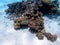 Underwater dream coral reef seascape into the Red sea