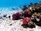 Underwater dream coral reef seascape into the Red sea