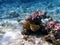 Underwater dream coral reef seascape into the Red sea