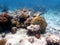 Underwater dream coral reef seascape into the Red sea
