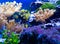 Underwater ecosystem panorama. Coral reef under the sea. Wild life concept