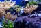 Underwater ecosystem panorama. Coral reef under the sea. Wild life concept