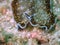 Underwater flatworm Acanthozoon sp during a leisure dive in Tunku Abdul Rahman Park, Kota Kinabalu. Sabah, Malaysia. Borneo.