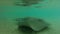 Underwater footage of a large stingray