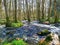 Underwater Forest