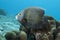 Underwater French Angelfish, Bonaire