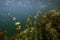 Underwater Freshwater Flora, Underwater Landscape