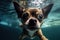 Underwater funny photo of a chihuahua, dive deep down. Summer vacation with pet. Closeup underwater photo of a dog. Generative AI