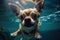 Underwater funny photo of a chihuahua, dive deep down. Summer vacation with pet. Generative AI