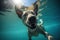 Underwater funny photo of dog, dive deep down. Summer vacation with pet. Closeup underwater photo of a dog. Generative