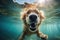 Underwater funny photo of dog, dive deep down. Summer vacation with pet. Generative AI illustration