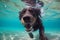 Underwater funny photo of dog in sea playing with fun - jumping, diving deep down. Actions, training games with family