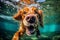 Underwater funny photo of dog in sea playing with fun - jumping, diving deep down. Actions, training games with family