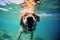 Underwater funny photo of dog in sea playing with fun - jumping, diving deep down. Actions, training games with family