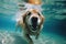 Underwater funny photo of dog in sea playing with fun - jumping, diving deep down. Actions, training games with family